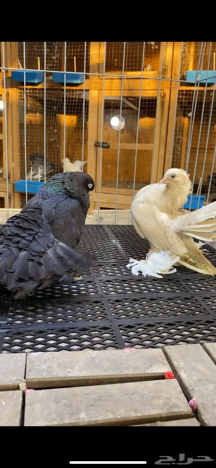 (( زوج جاوا كاكي مستوى ولون)) 1