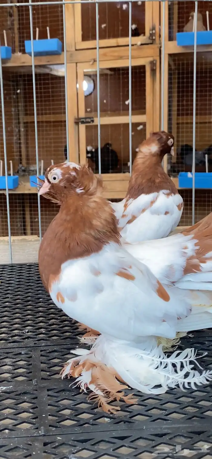 (( زوج كرنقو وايت سايد مميز )) 0