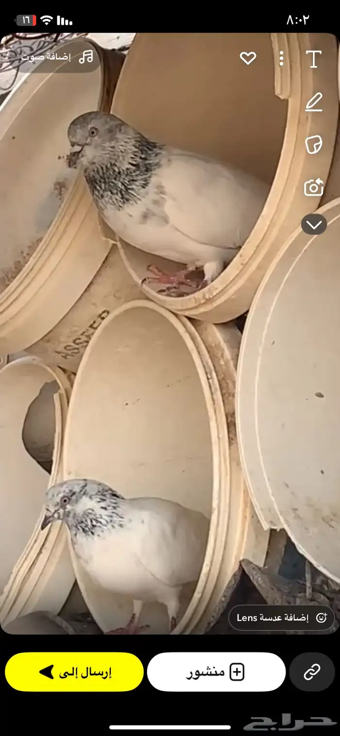 حمام للبيع - الدوادمي نفي 0