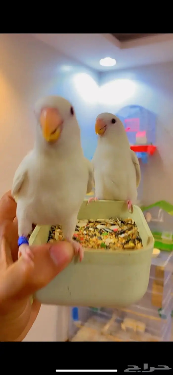 روز أليف وهدد 3