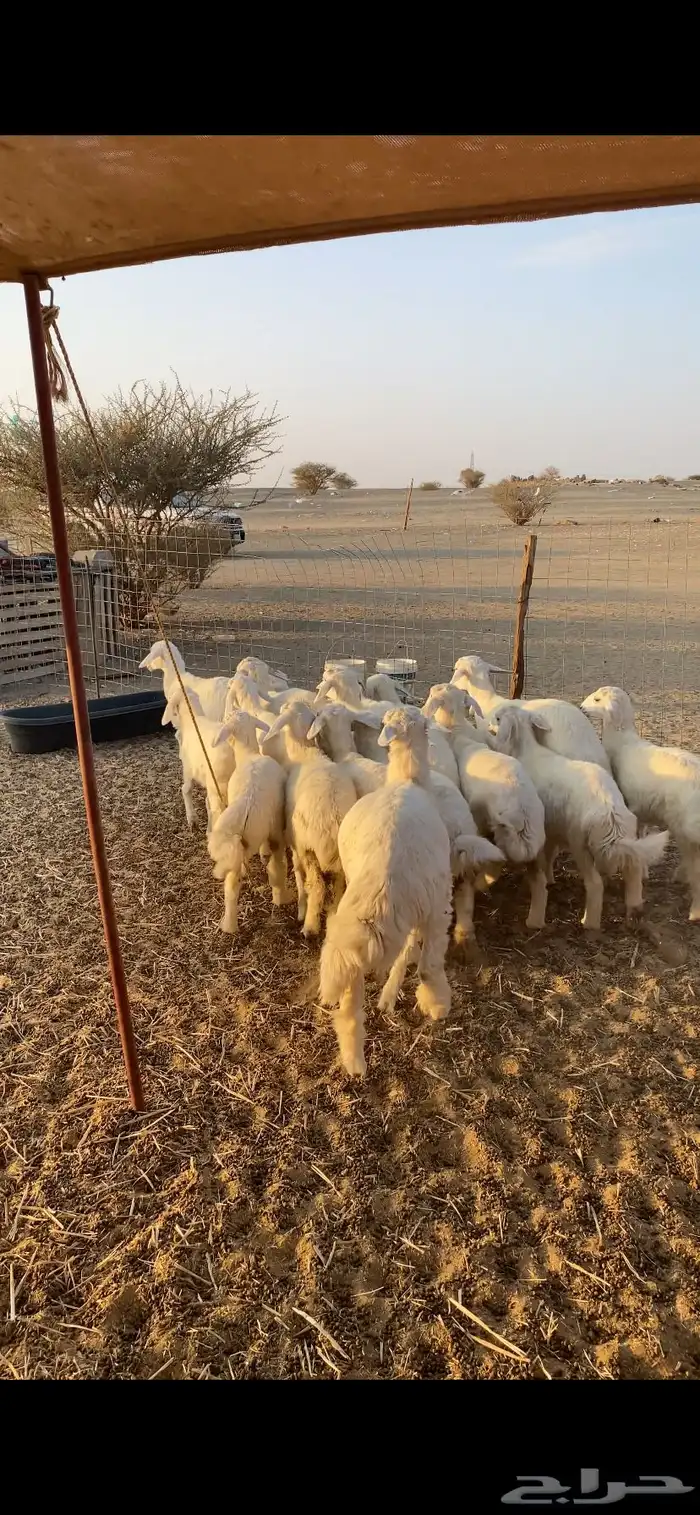 رخال تاسيس تم البيع اضغط متابعه 2