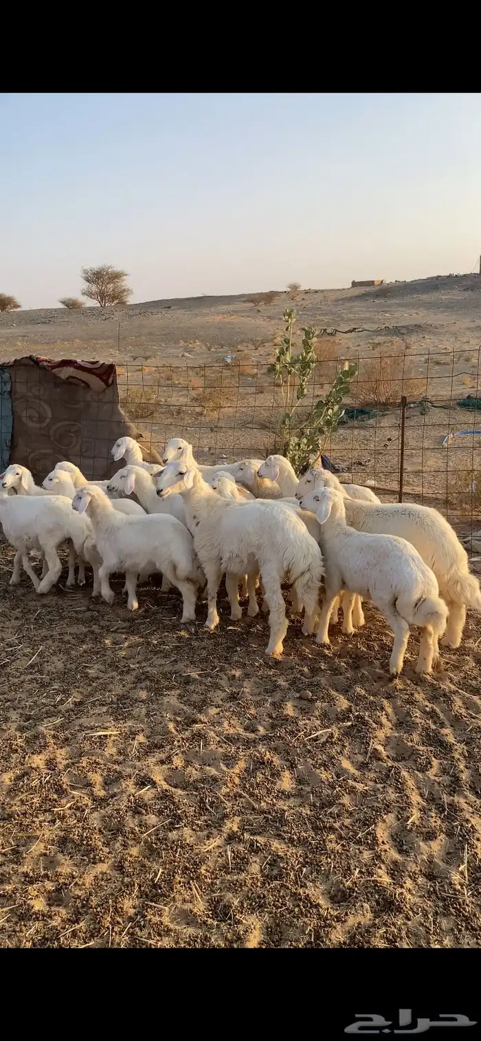 رخال تاسيس تم البيع اضغط متابعه 1