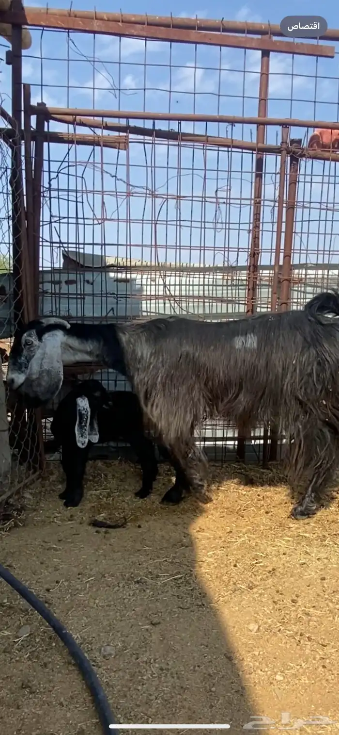 جفرة والد ( تم البيييع ) 1