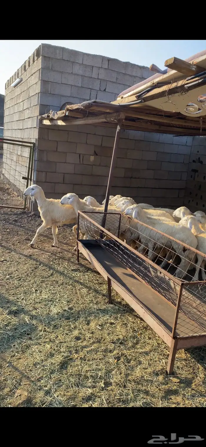 ارخال للبيع 1