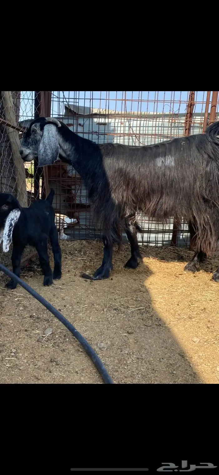 جفرة والد ( تم البيييع ) 2