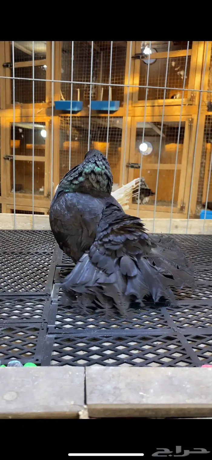 (( زوج جاوا كاكي مستوى ولون)) 2