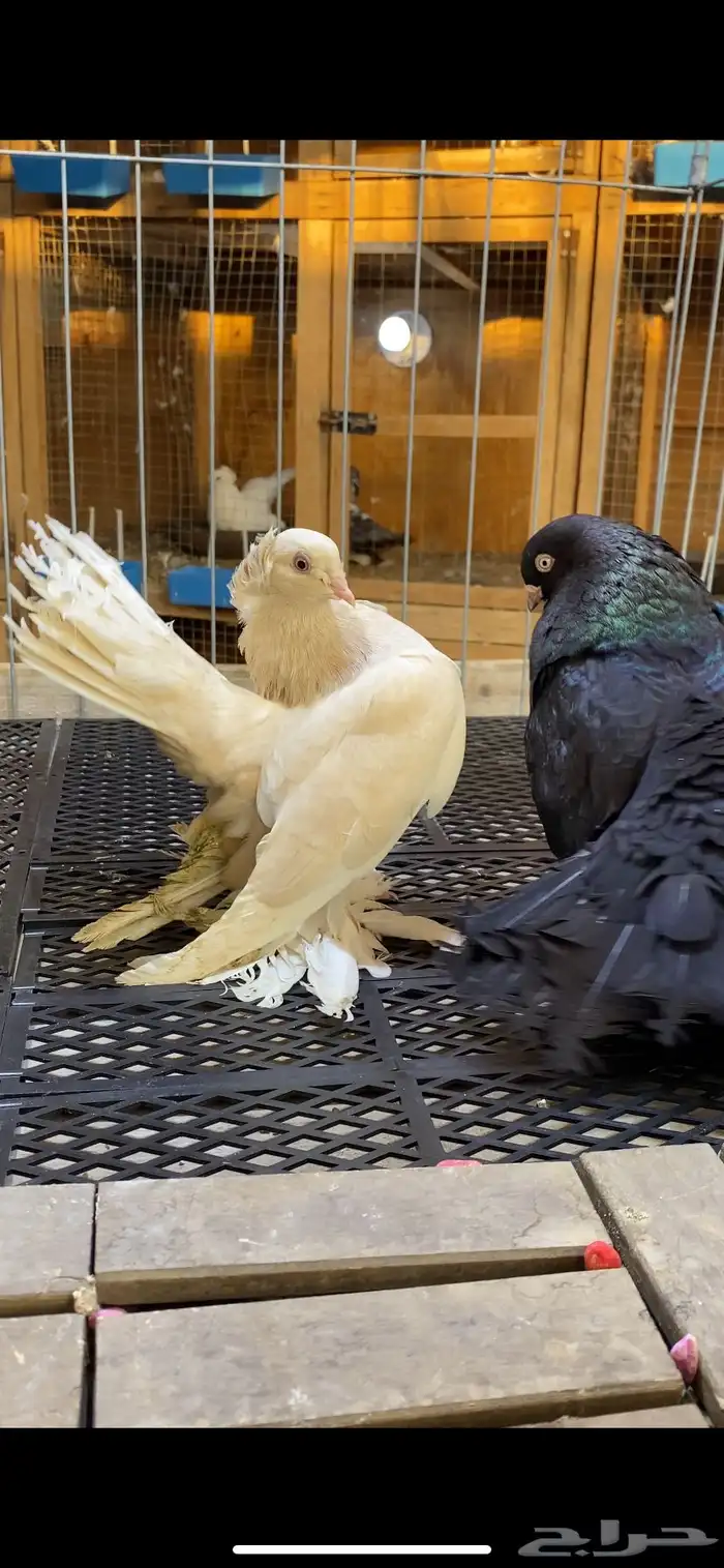 (( زوج جاوا كاكي مستوى ولون)) 3