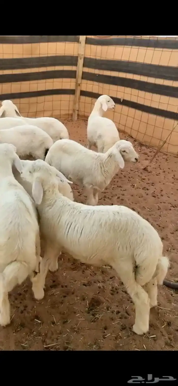 بهم تم البيع تم البيع وجعل من قربنا يربح 1