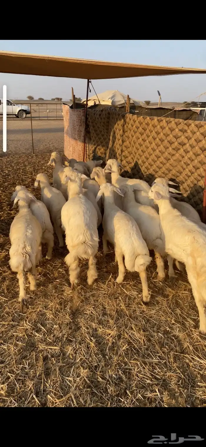 رخال تاسيس تم البيع اضغط متابعه 3