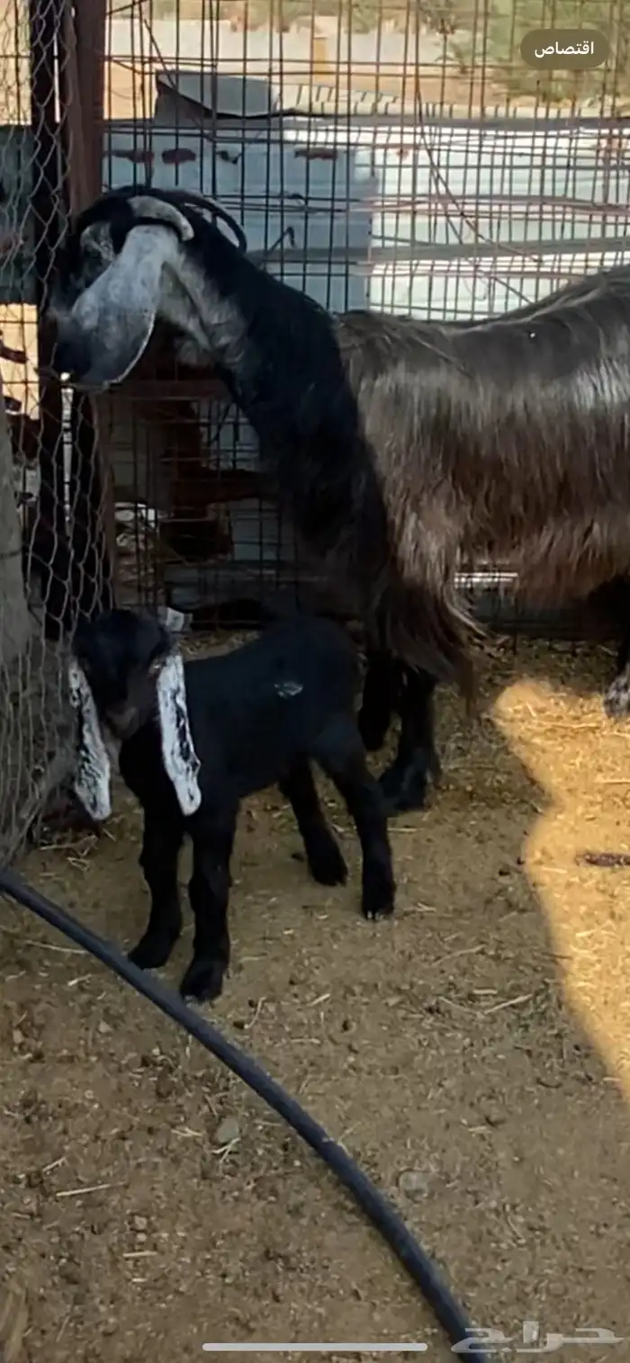 جفرة والد ( تم البيييع ) 3