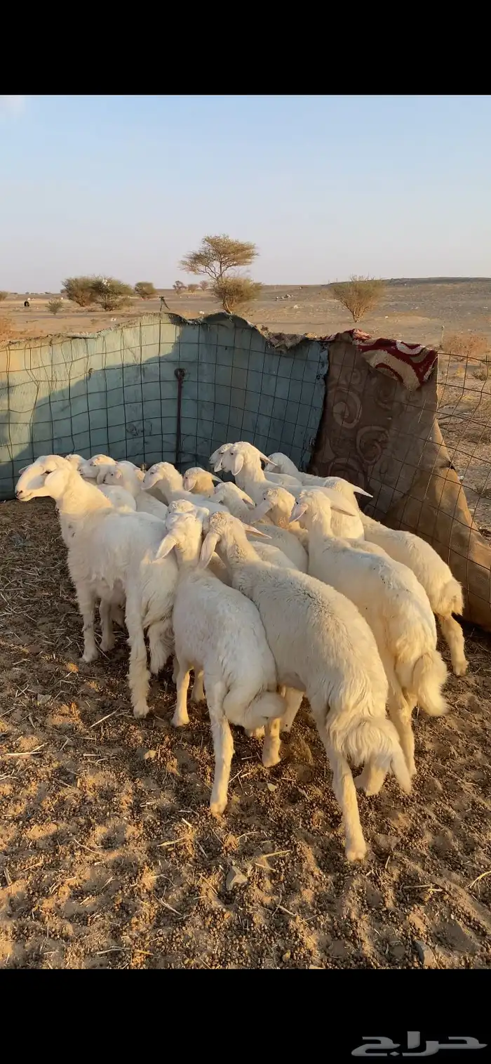 رخال تاسيس تم البيع اضغط متابعه 0