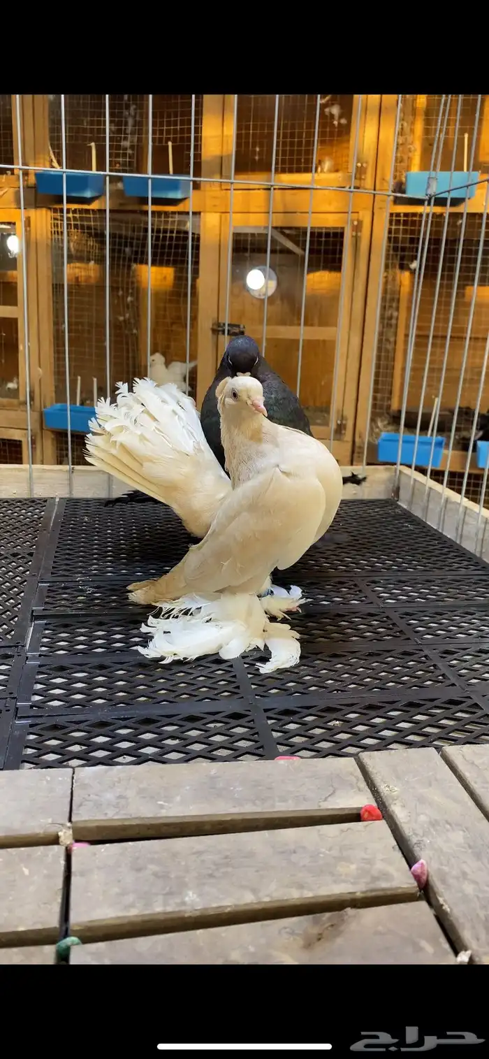 (( زوج جاوا كاكي مستوى ولون)) 0