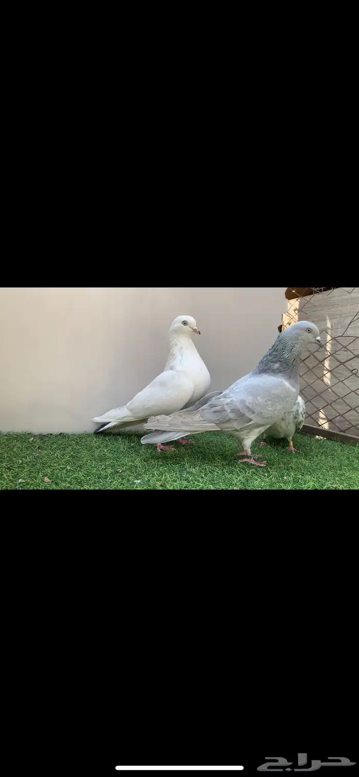 ثلاثه فردات حمام باكستاني 1