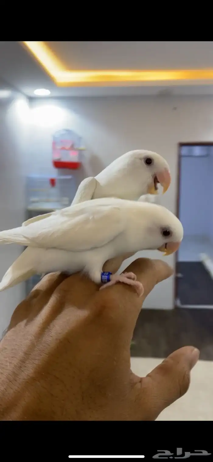 روز أليف وهدد 2