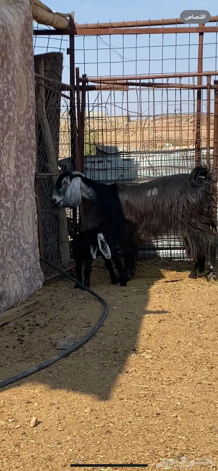 جفرة والد ( تم البيييع ) 5