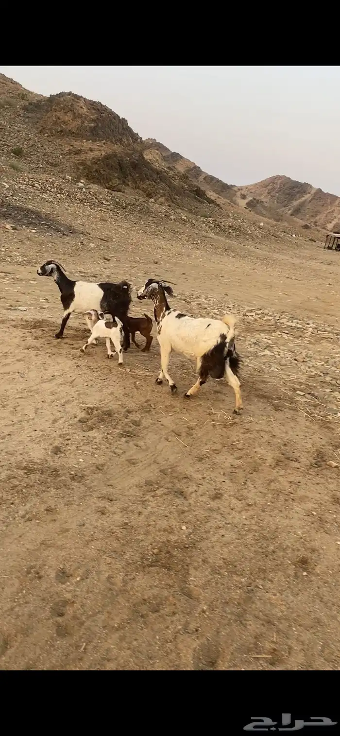 معزا خلفات متاويم 0