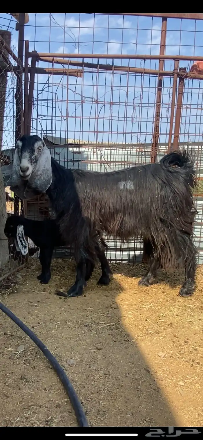 جفرة والد ( تم البيييع ) 4