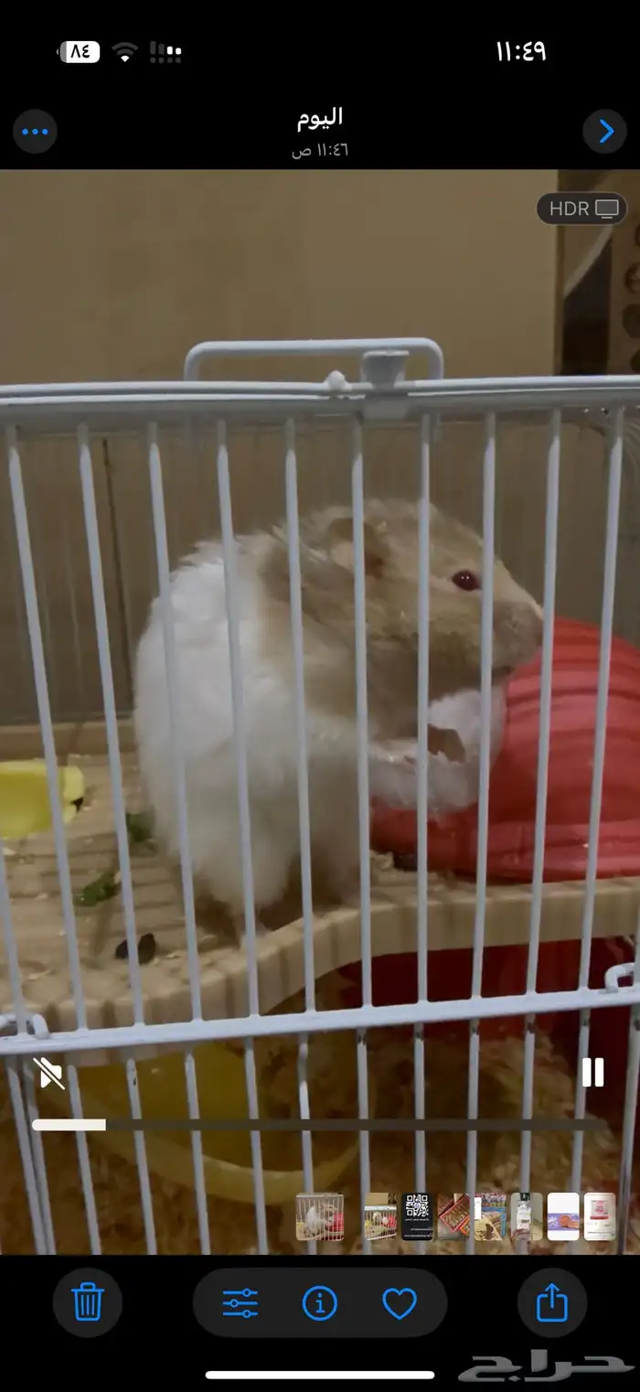 همستر بسعر رمزي جدا مع القفص 1