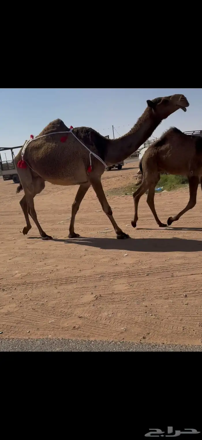 عشرا صفرا طيبه 2