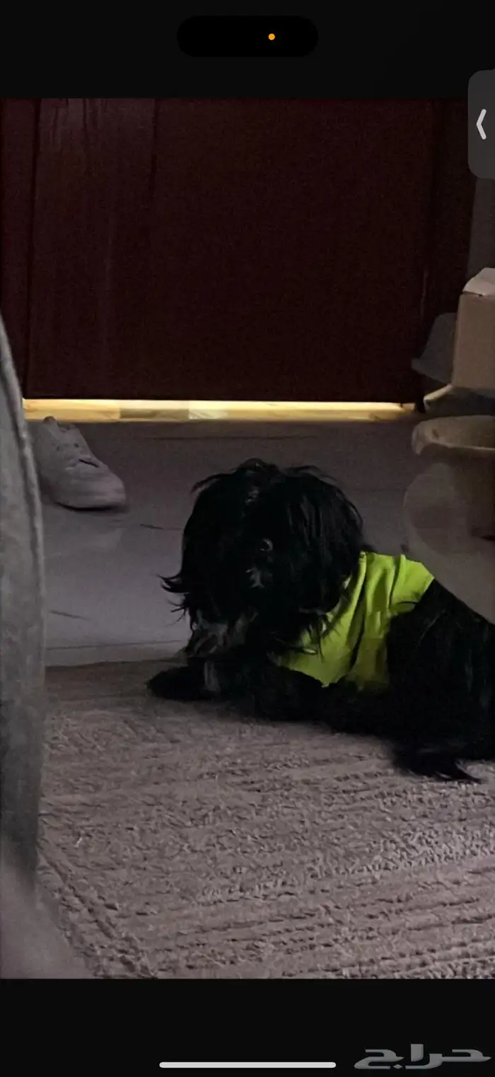 كلب للبيع مطعم ومل شي ومدرب 0