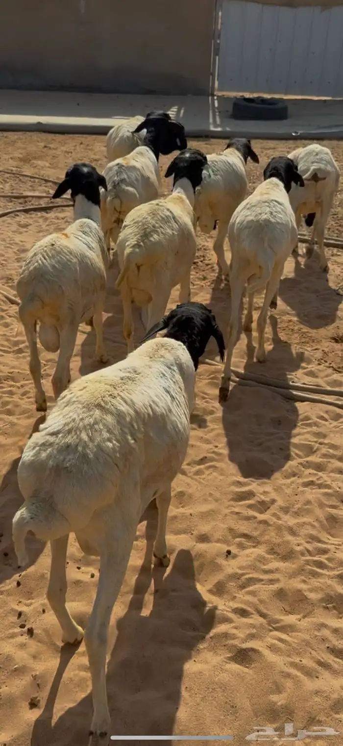 برابر للبيع 0