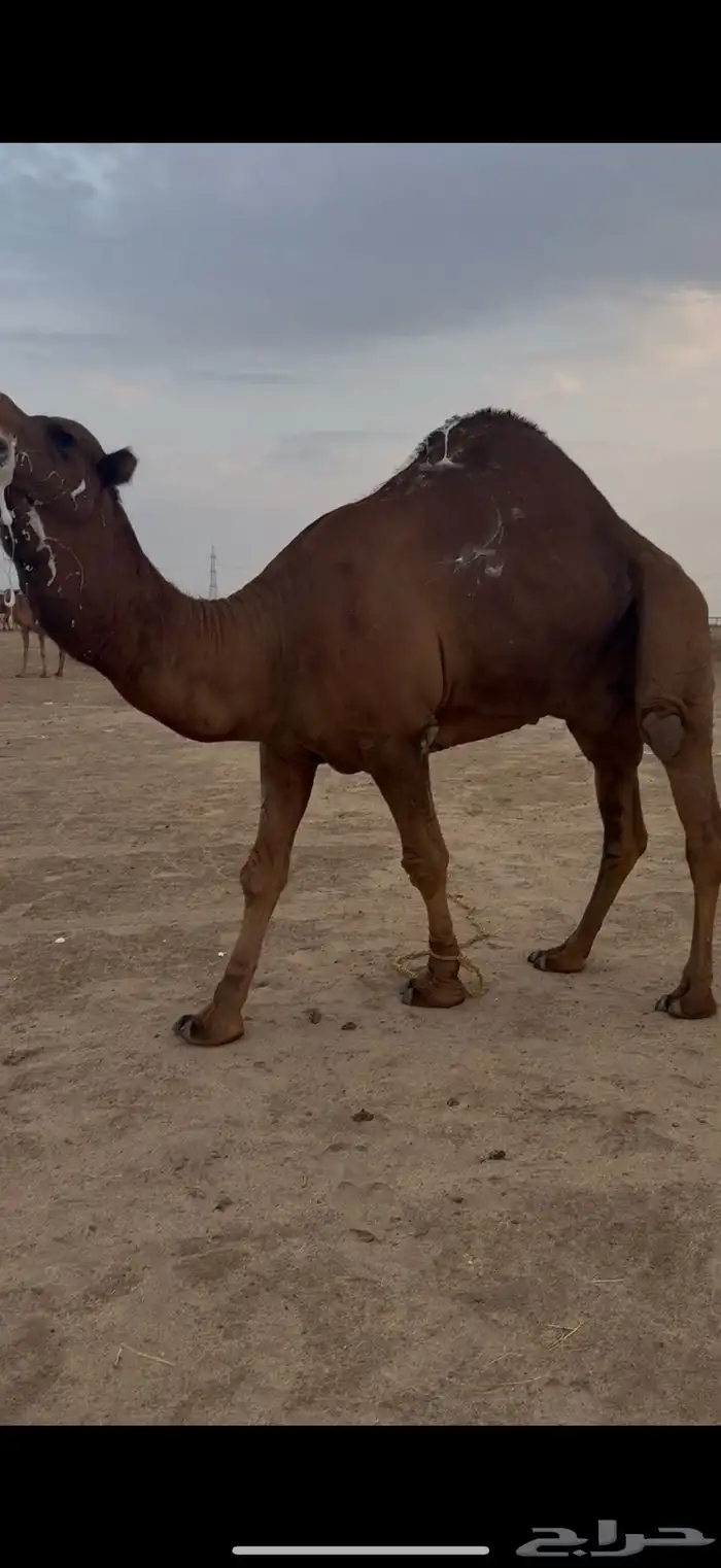 بعير ساحلي ادهم (تم البيع) 2
