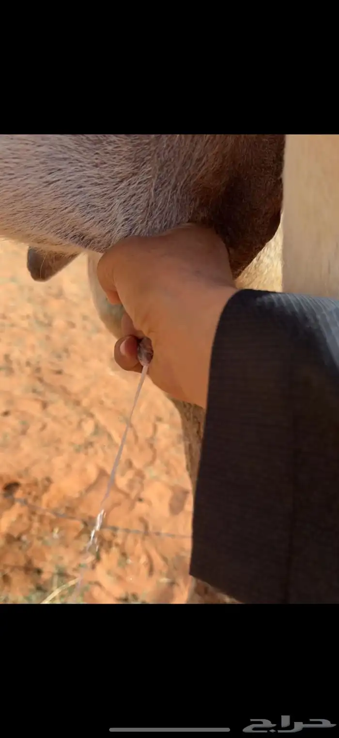 للبيع خلفه وضحا 6