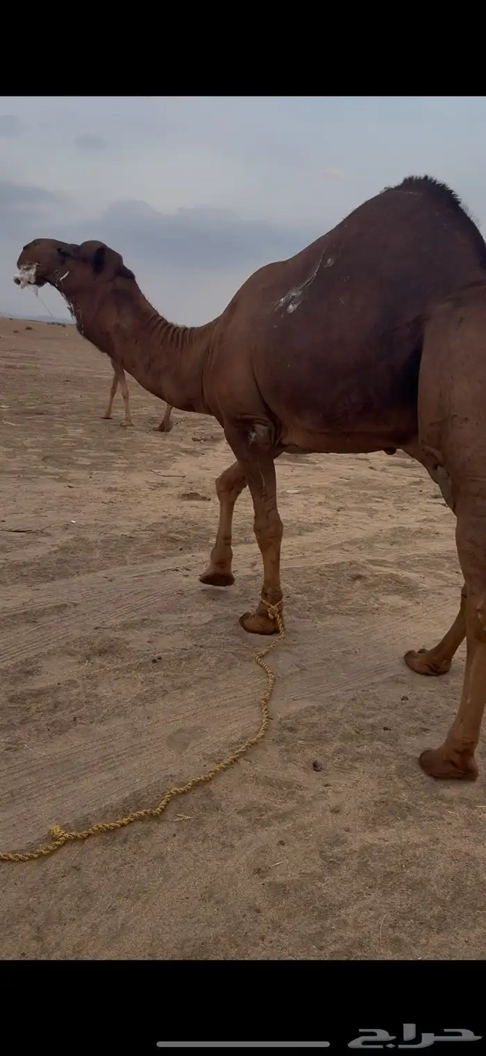 بعير ساحلي ادهم (تم البيع) 3