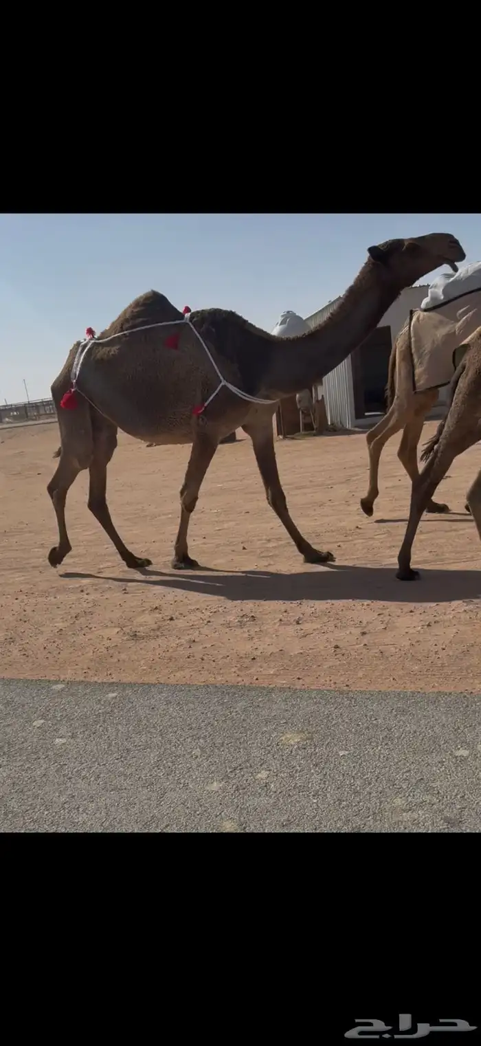 عشرا صفرا طيبه 4