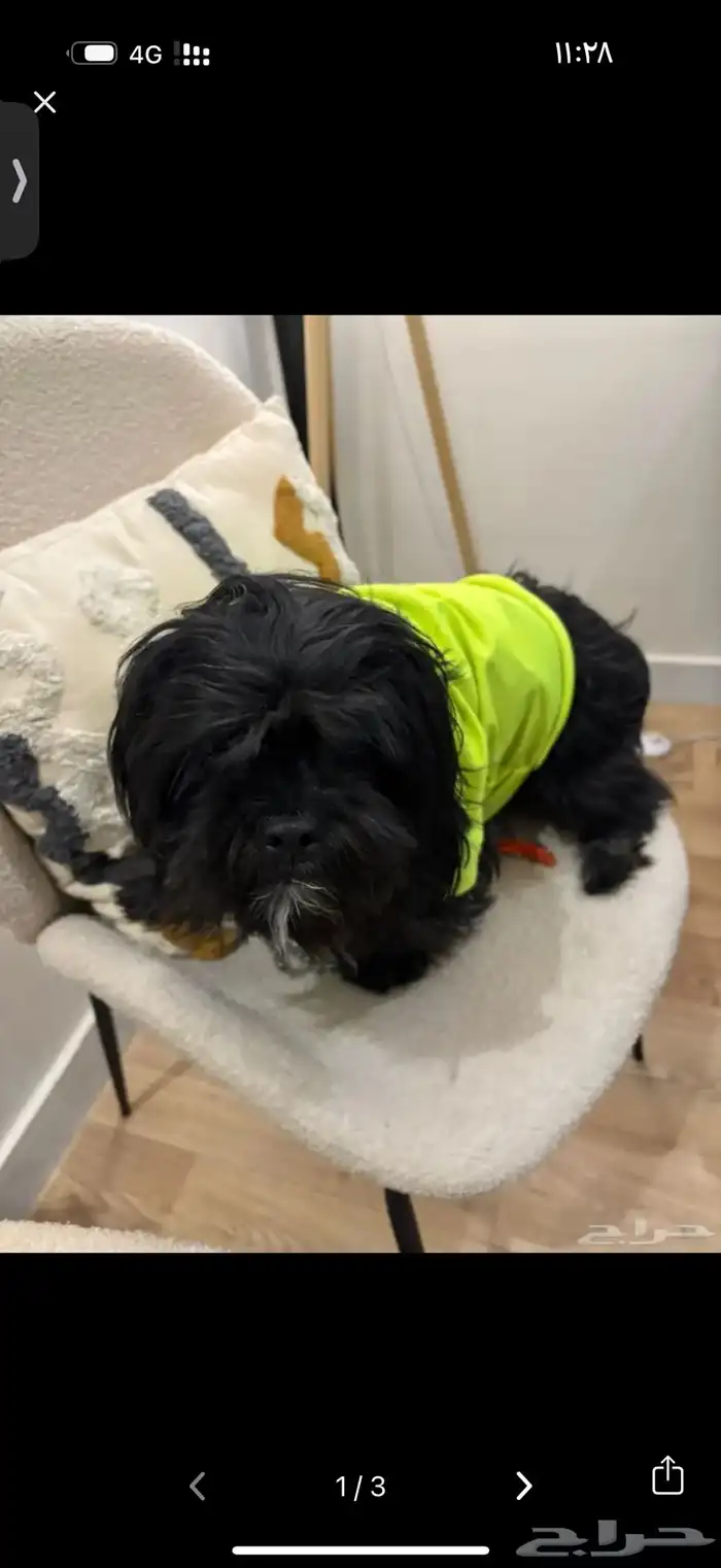 كلب للبيع مطعم ومل شي ومدرب 3