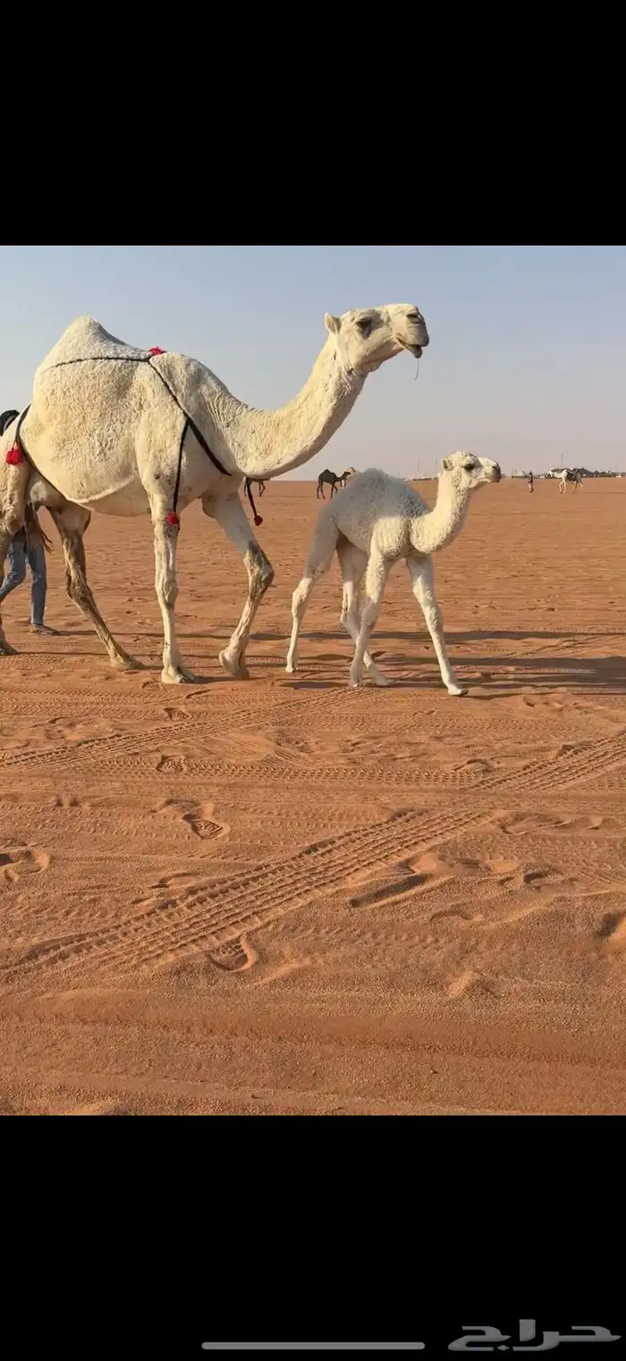 للبيع خلفه وضحا 1