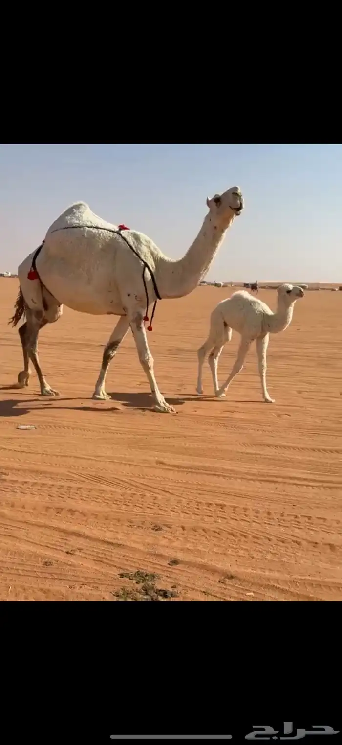 للبيع خلفه وضحا 2