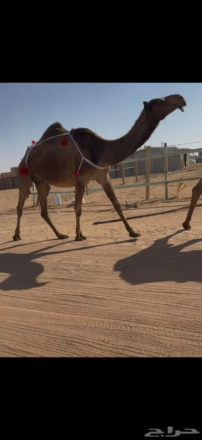 عشرا صفرا طيبه 0