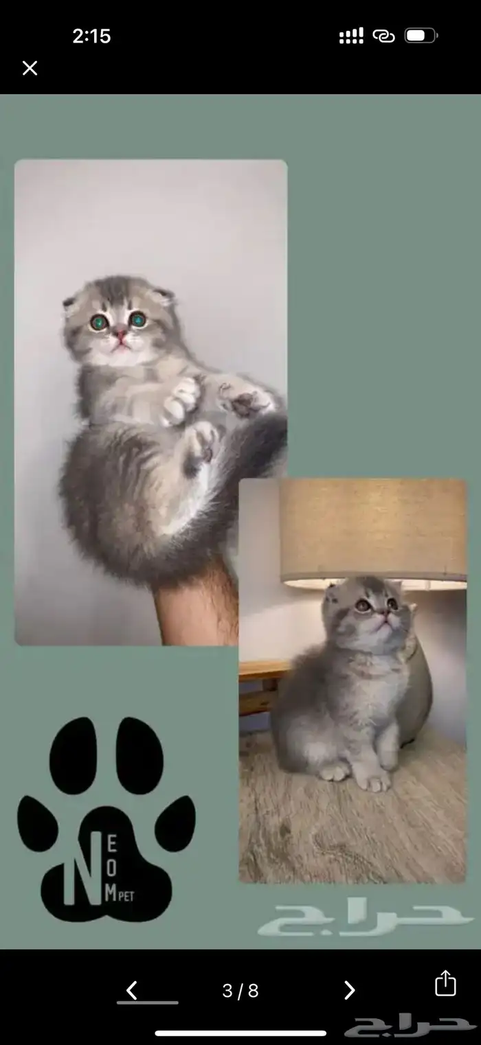 ابغى قط سكوتش تبني 0