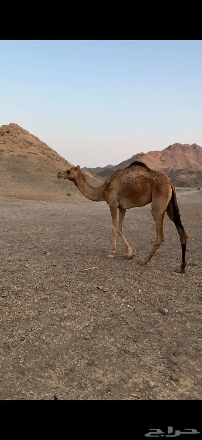 بكرة لقية جاهزه للمناخ اللي يبي يضرب 0