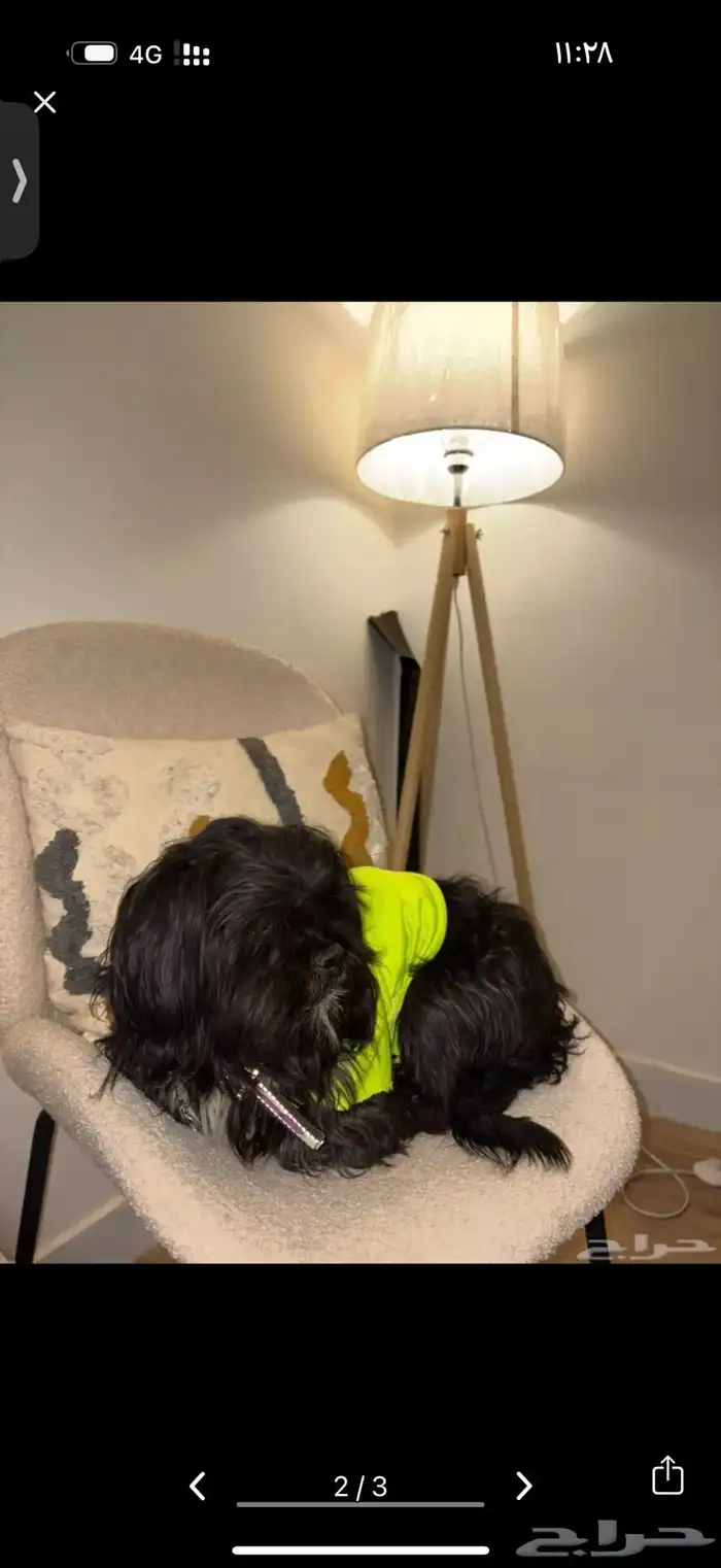 كلب للبيع مطعم ومل شي ومدرب 2