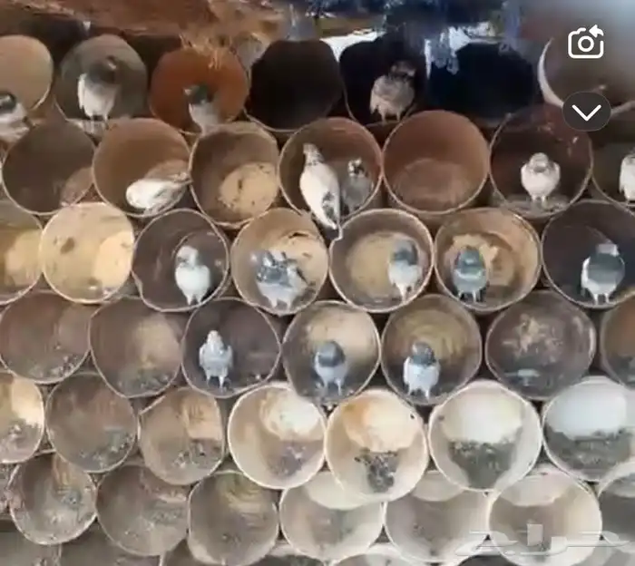 حمام للبيع - الدوادمي نفي 1