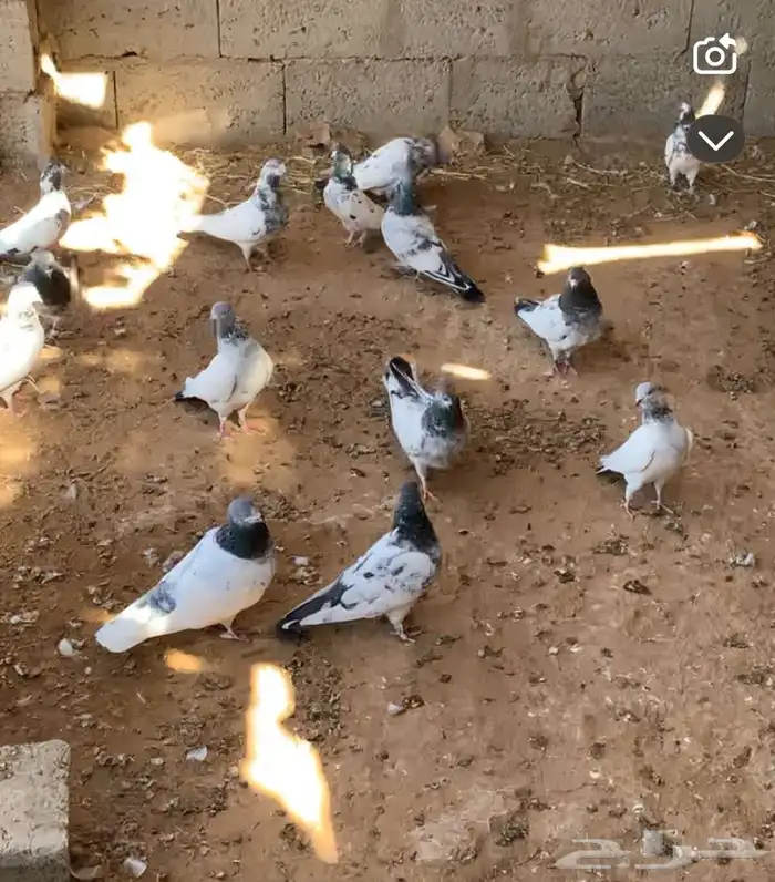 حمام للبيع - الدوادمي نفي 2