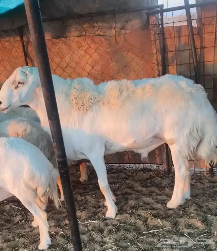 للبيع فحل حري 0