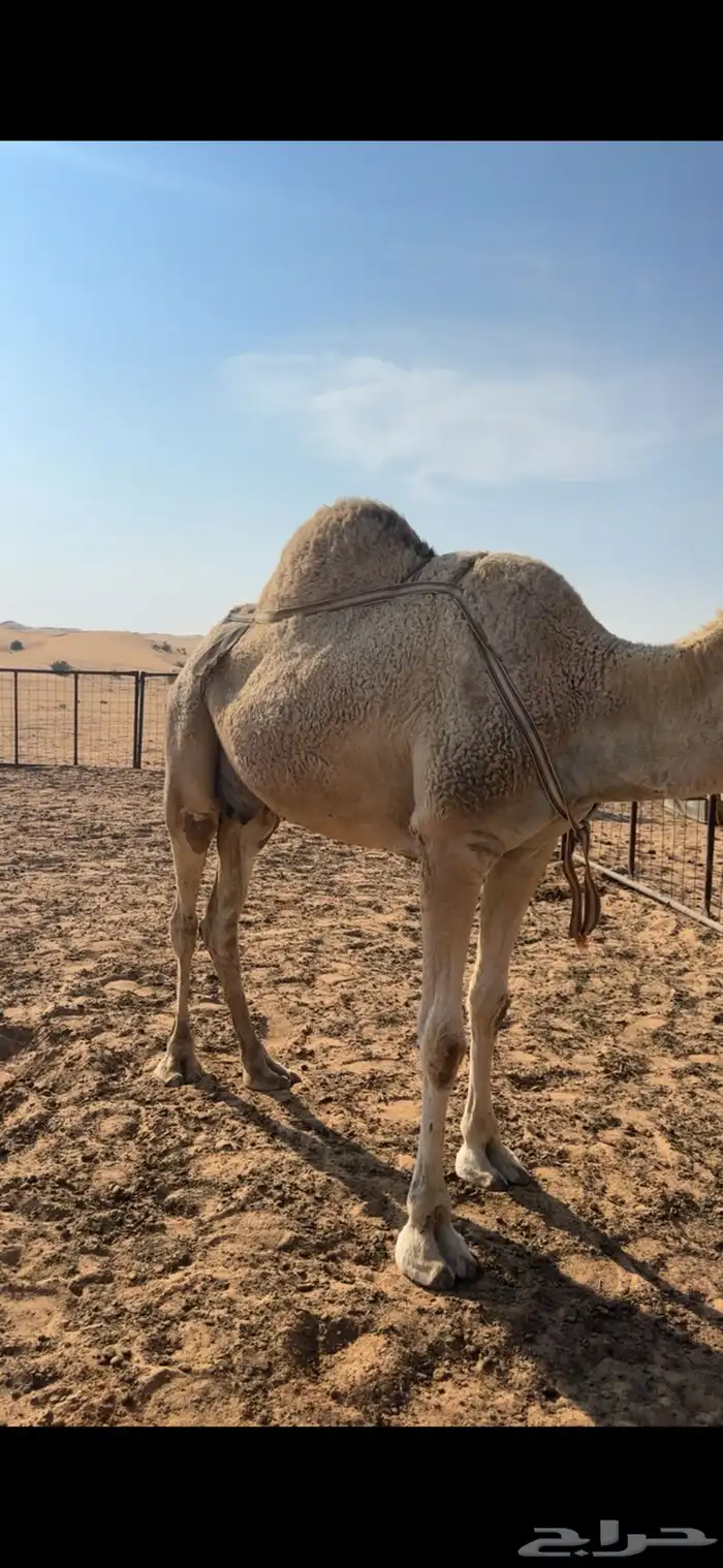 للبيع خلفه هديه 0