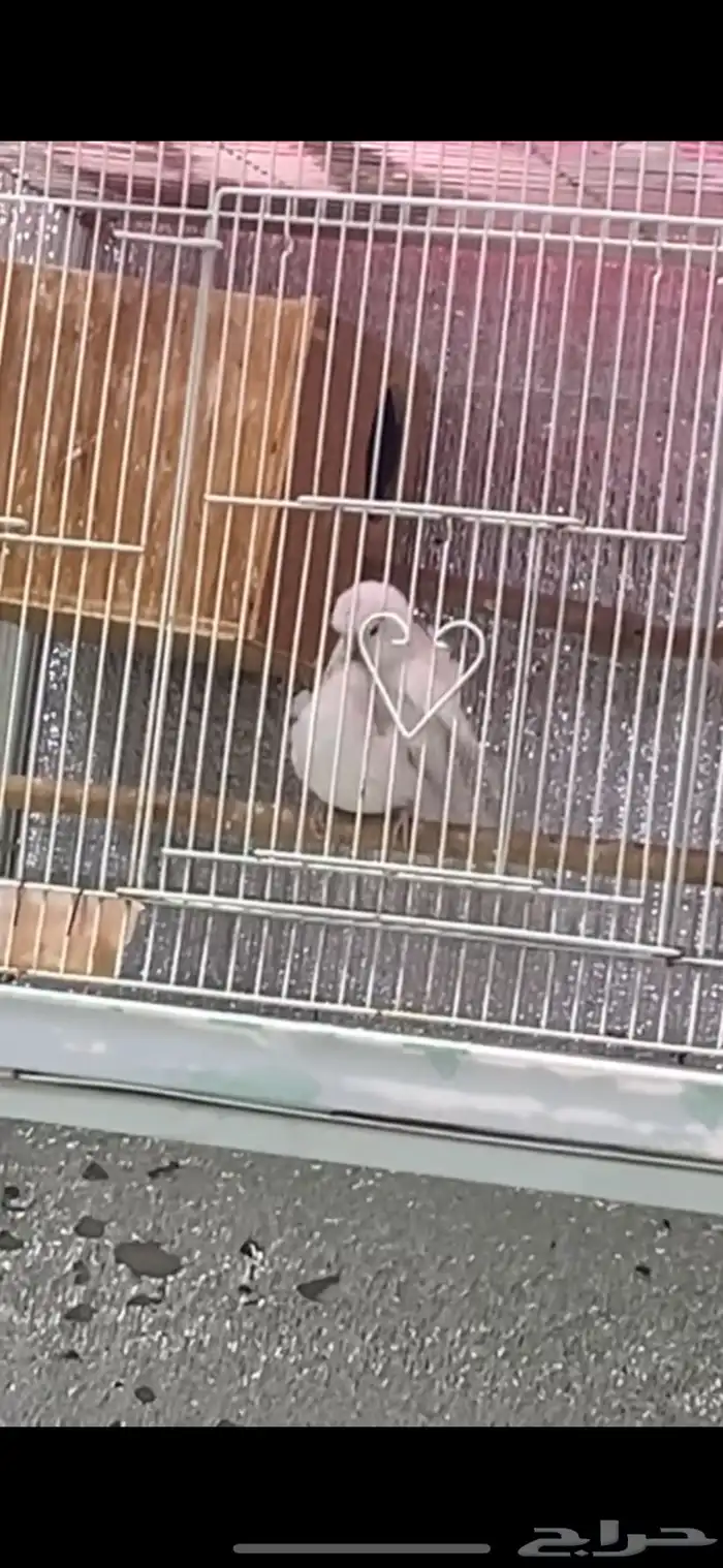 جوز هوقو البينو 0