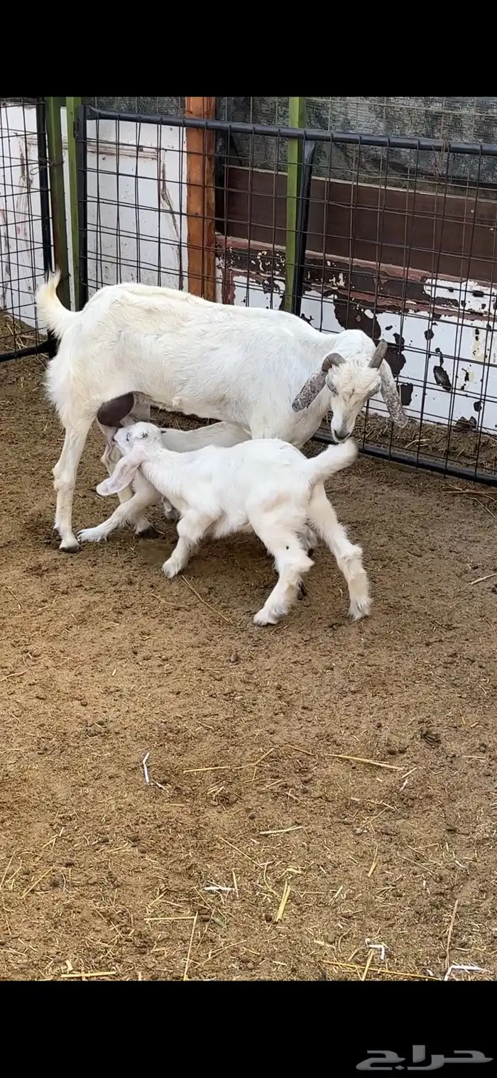 معزا ولد ثنتين معها 4 متاومات 3