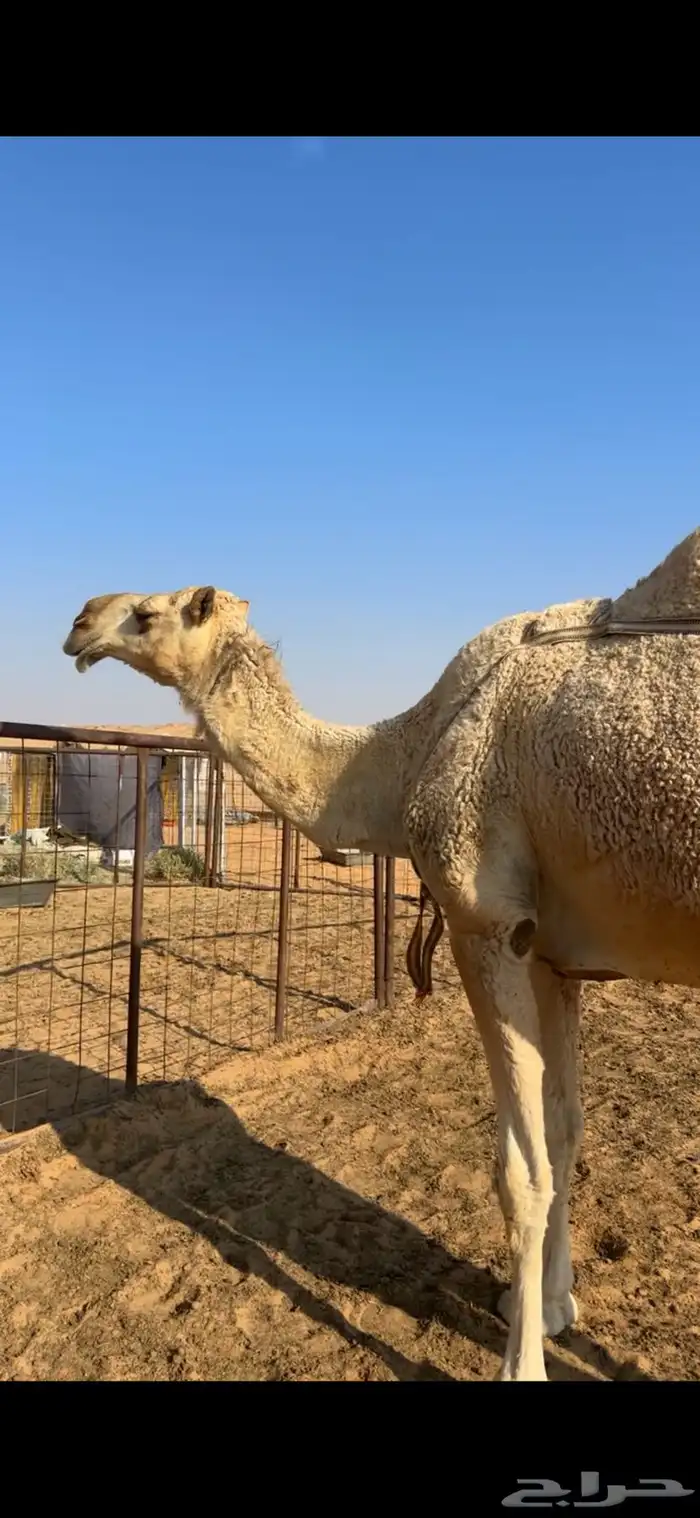 للبيع خلفه هديه 1