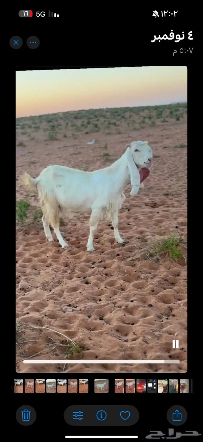 معزا ظرايب مطورات عنز شرط الظريع 0