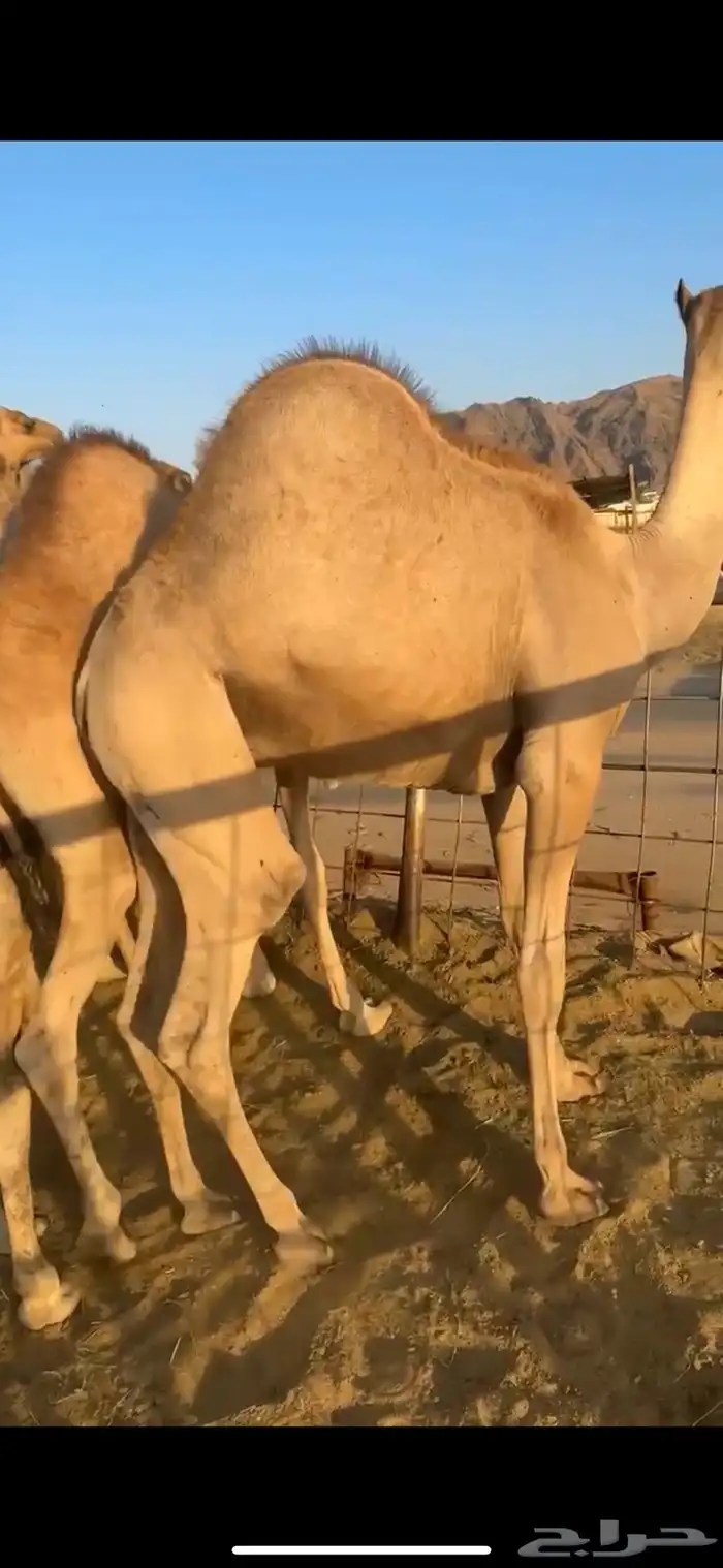 قعدان مفاريد مغلقه 0