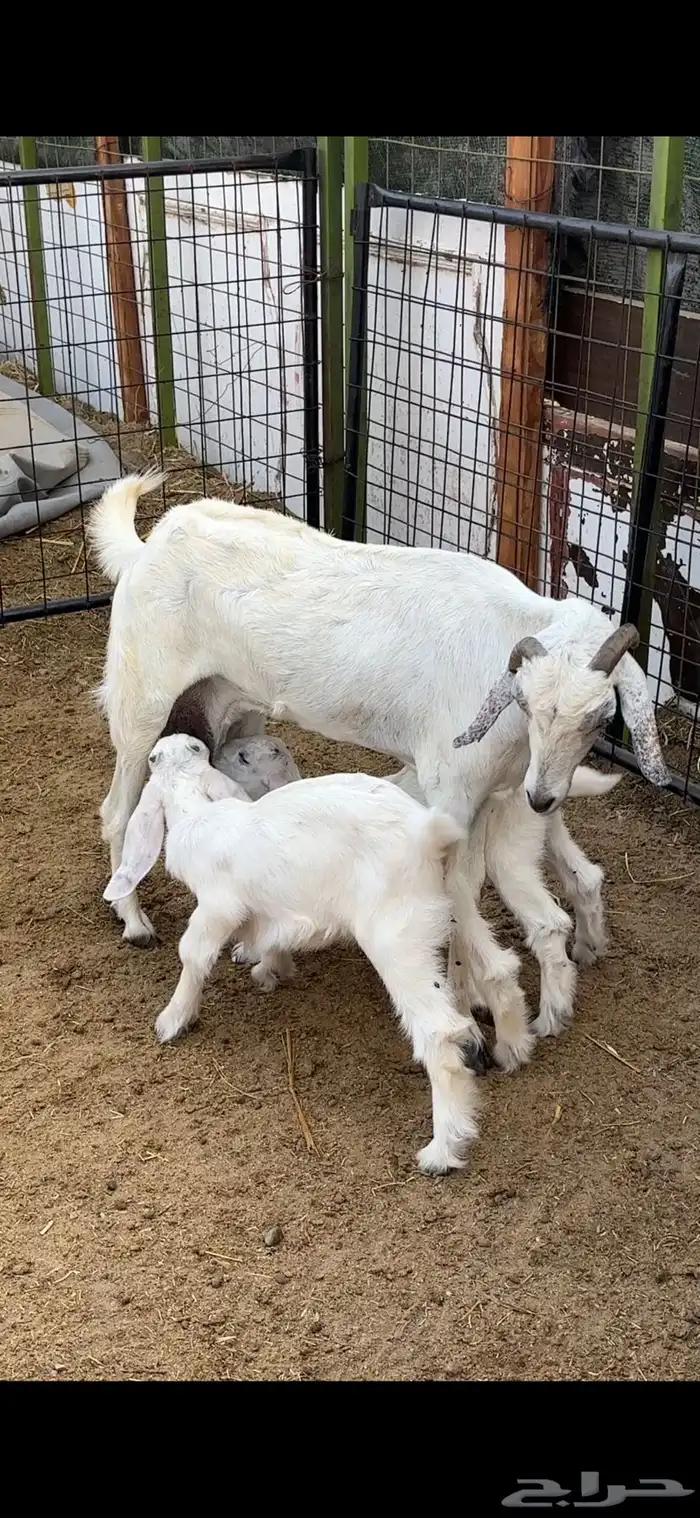 معزا ولد ثنتين معها 4 متاومات 1