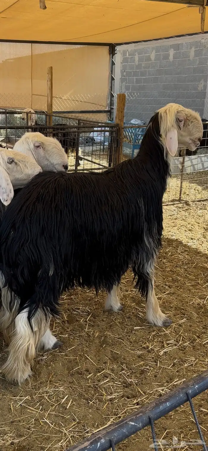 خروف نجدي فاخر 1