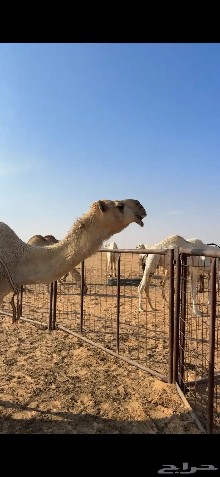 للبيع خلفه هديه 2