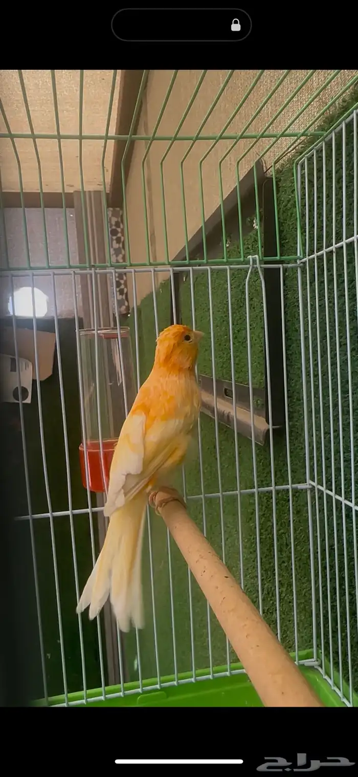 ذكر كناري تغريد ( تم البيع ) 0