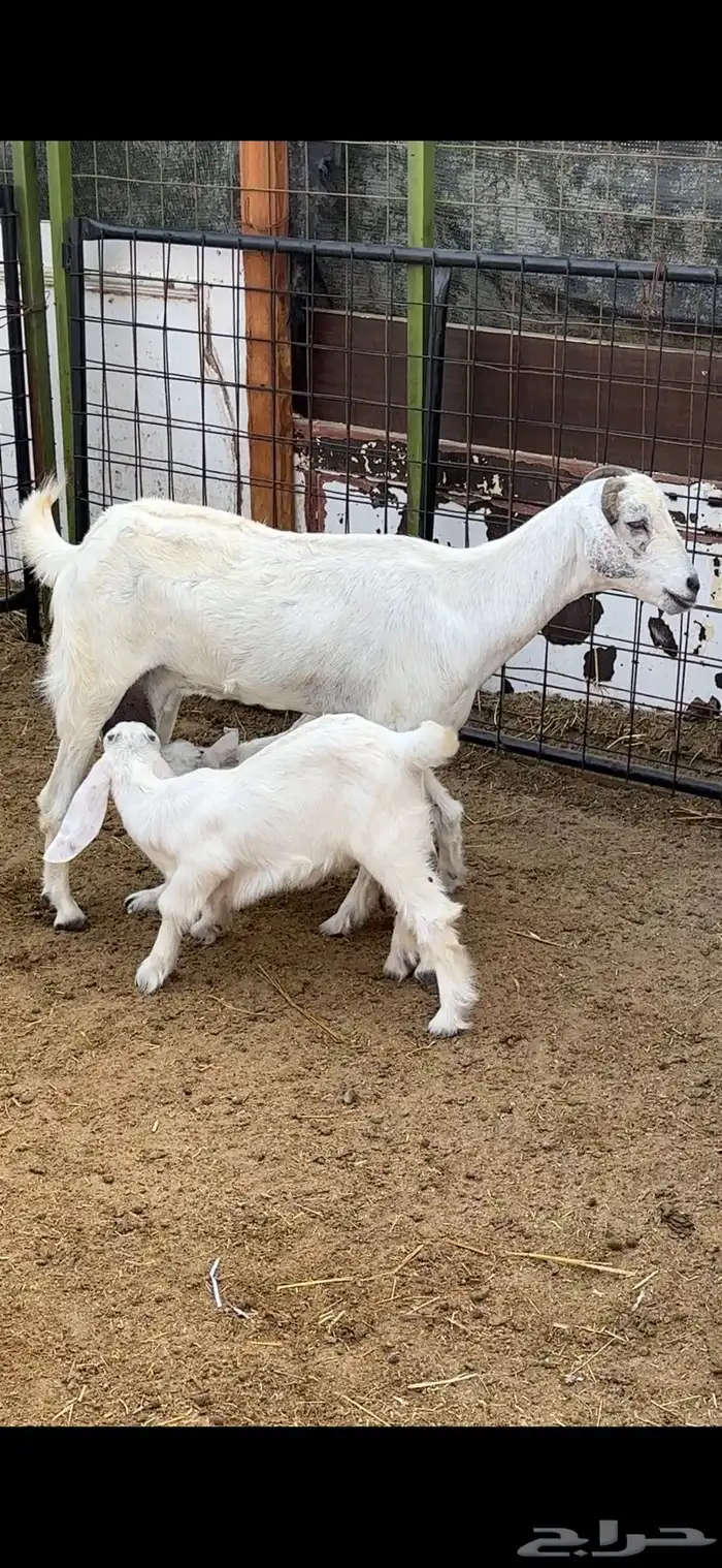 معزا ولد ثنتين معها 4 متاومات 2